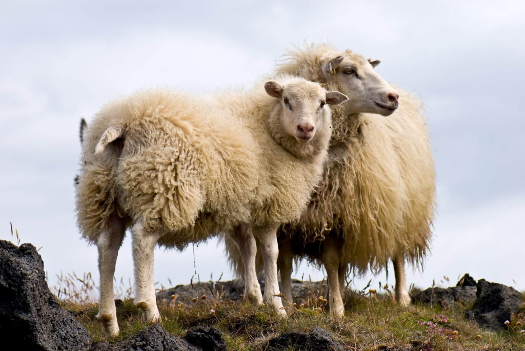две овечки на холме