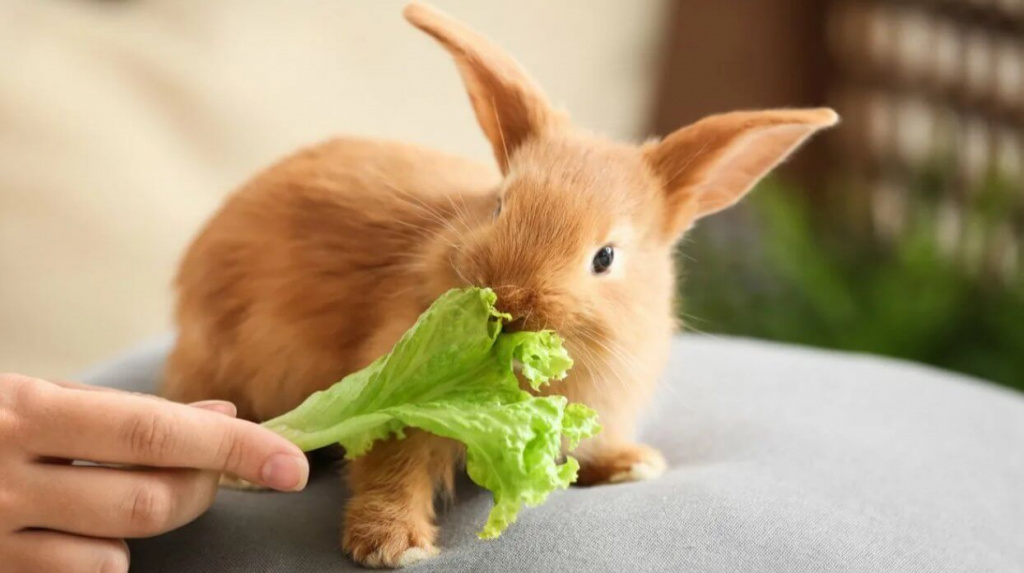 кролик ест лист салата
