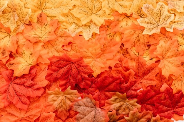 flat-lay-fall-leaves.jpg