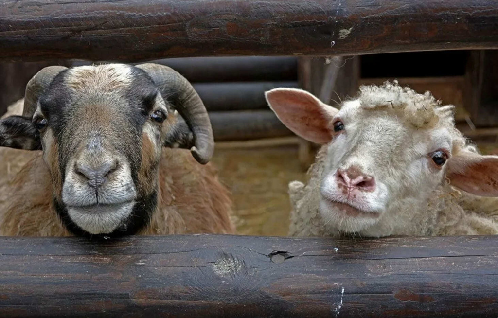 баран и овца в загоне