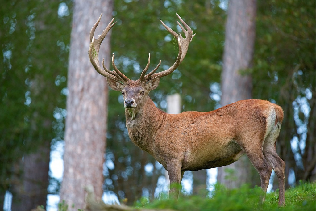 Cervus_elaphus_Luc_Viatour_6.jpg