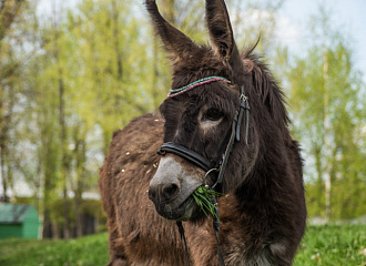 Прогулка с Ослицей