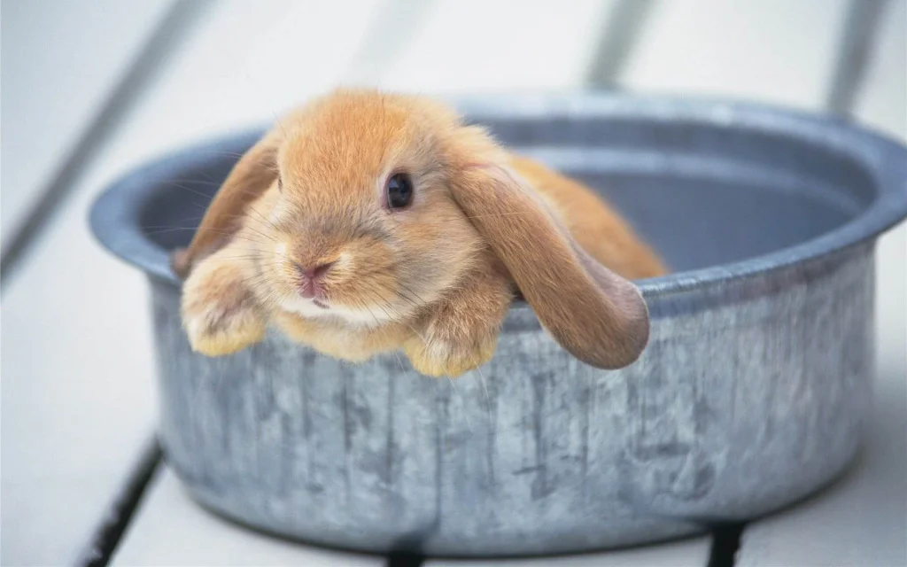 Ниппельные поилки для кроликов:как сделать,фото,видео,чертежи